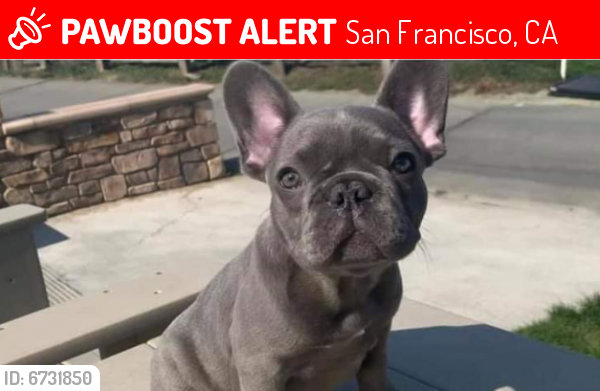 Lost Female Dog last seen Vallejo st. And hyde st., San Francisco, CA 94109