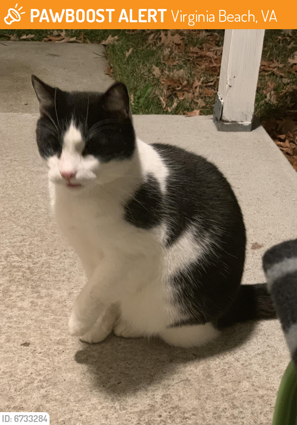 Found/Stray Unknown Cat last seen Independence, Spence Crossing, Virginia Beach, VA 23456