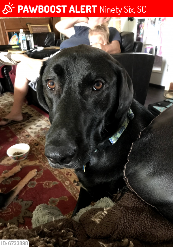 Lost Male Dog last seen Highway 25, Ninety Six, SC 29666