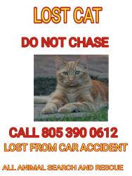 Lost Unknown Cat last seen Soledad rd., Santa Clarita, CA 91387