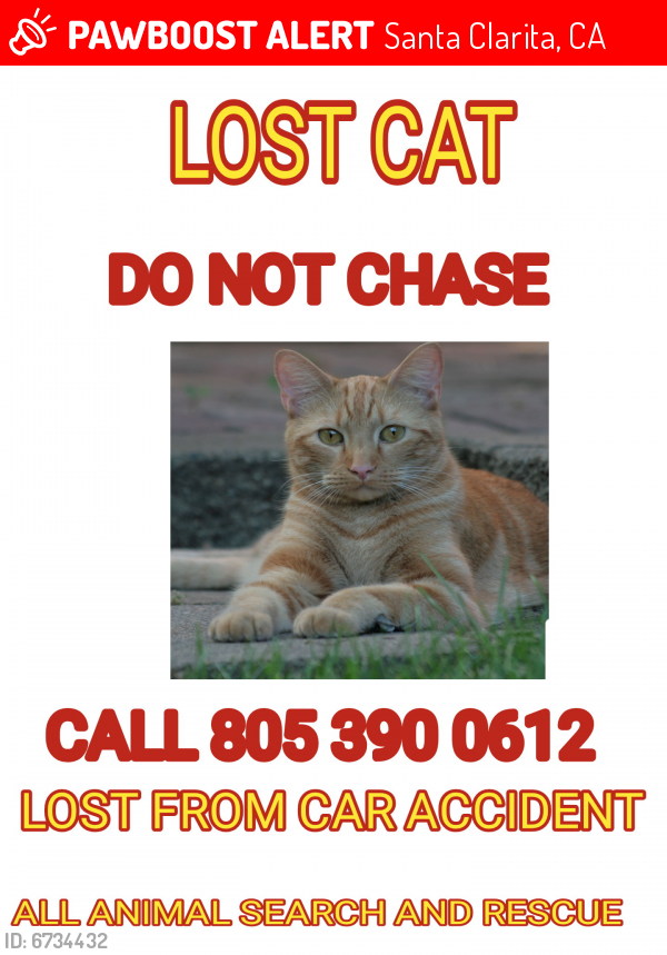 Lost Unknown Cat last seen Soledad rd., Santa Clarita, CA 91387