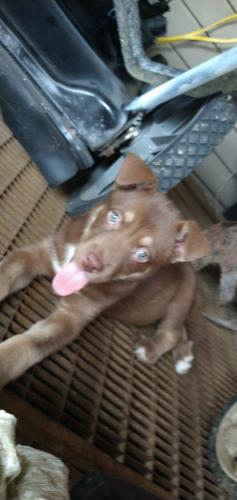 Lost Female Dog last seen Baileyton highway Greeneville tennessee, Greeneville, TN 37745
