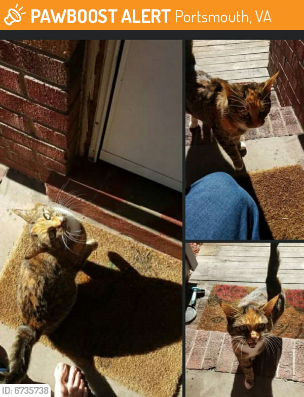 Found/Stray Unknown Cat last seen Rivercrest Dr. Portsmouth, Portsmouth, VA 23701