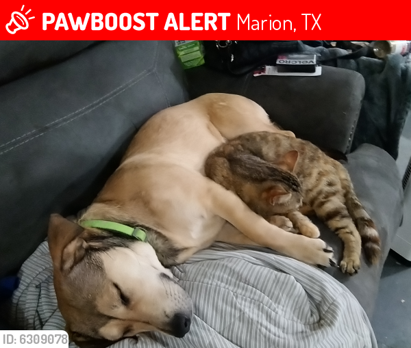 Lost Female Cat last seen Near sassman rd Marion texas, Marion, TX 78124