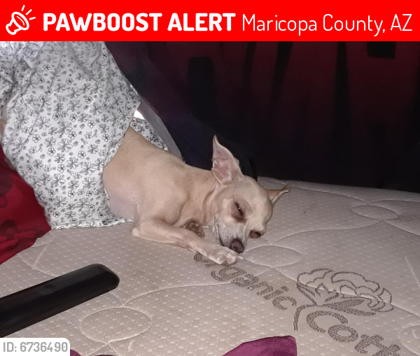 Lost Female Dog last seen Gilbert and beeline highway, Maricopa County, AZ 85256