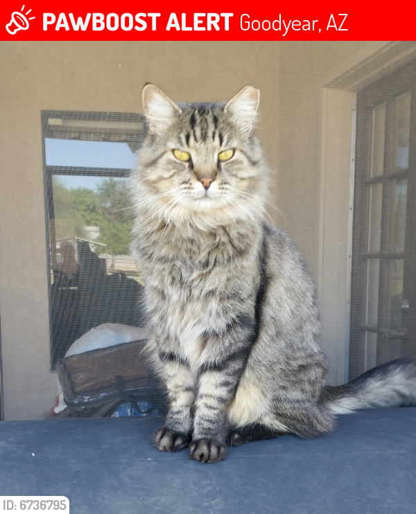 Lost Male Cat last seen 165th Ave and Sarival Ave, Goodyear, AZ 85338