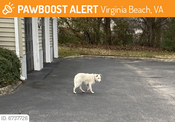 Found/Stray Unknown Dog last seen Magnolia Chase Apartments, Virginia Beach, VA 23464