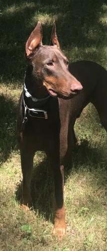 Lost Male Dog last seen Downtown Montrose, GA, Montrose, GA 31065