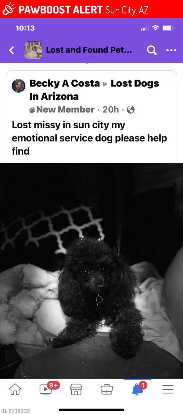 Lost Female Dog last seen Lime rock dt, Sun City, AZ 85373
