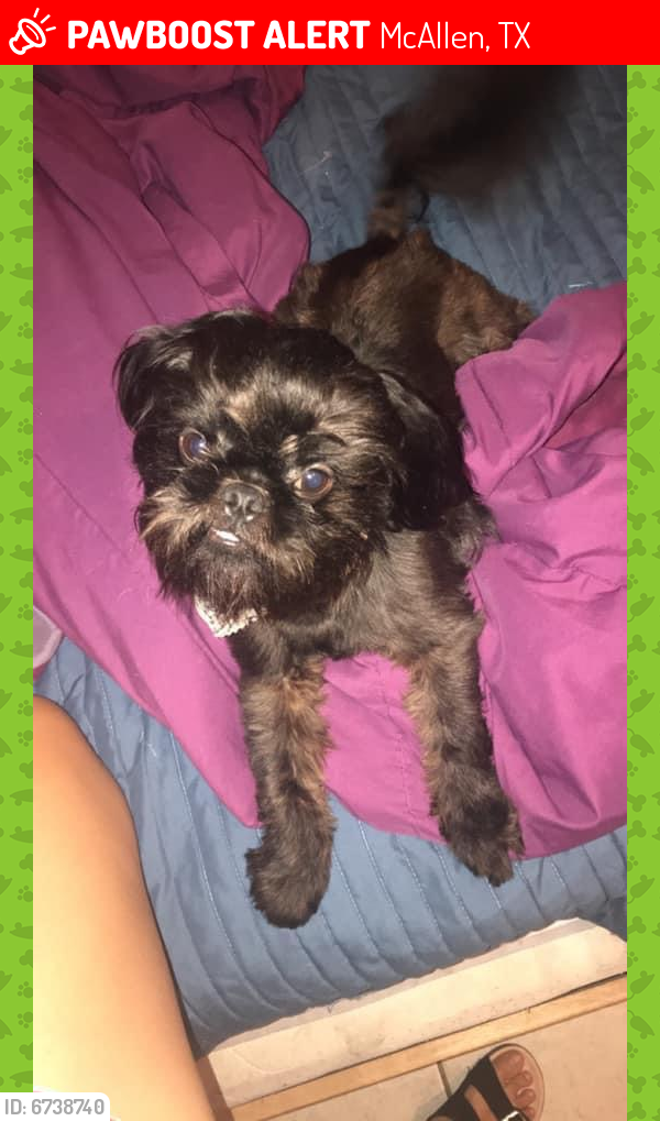 Lost Male Dog in McAllen, TX 78501 Named Ruffus (ID 6738740) PawBoost