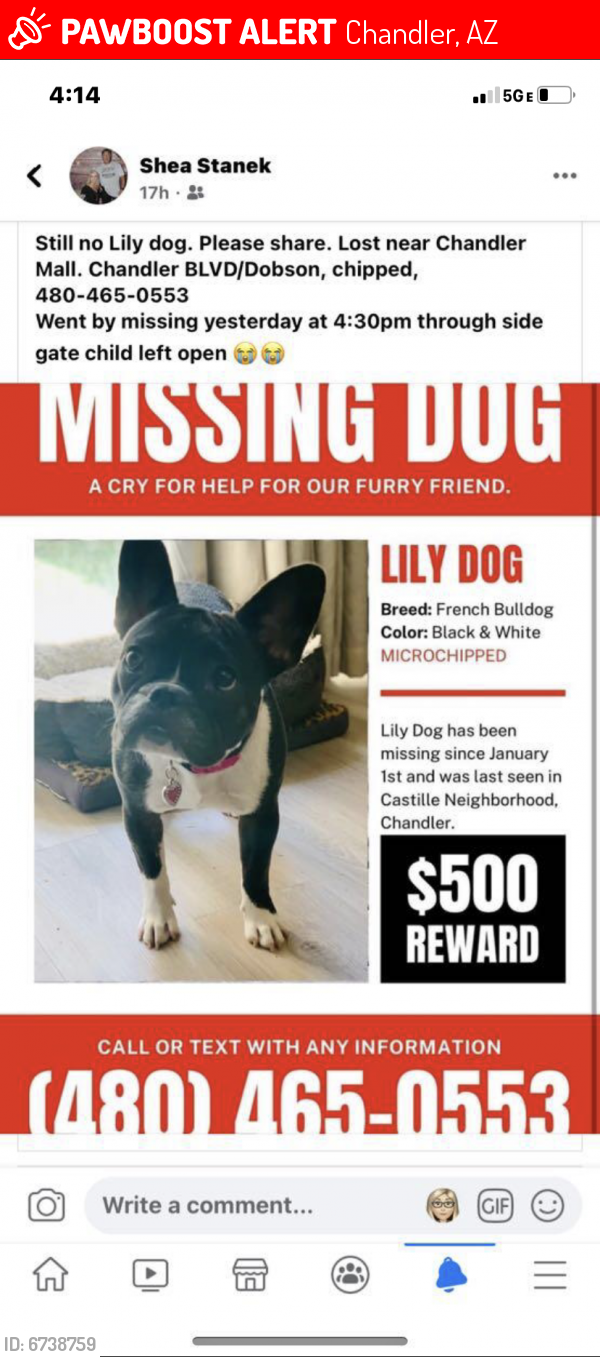 Lost Female Dog last seen Castile Neighborhood, Chandler, AZ 85224