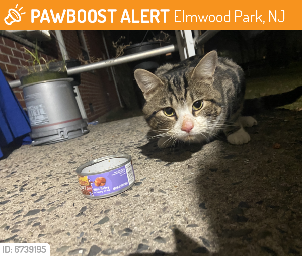 Found/Stray Unknown Cat last seen Across 16th Avenue School, Elmwood Park, NJ 07407
