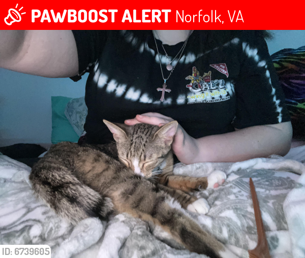 Lost Female Cat last seen B, Norfolk, VA 23518