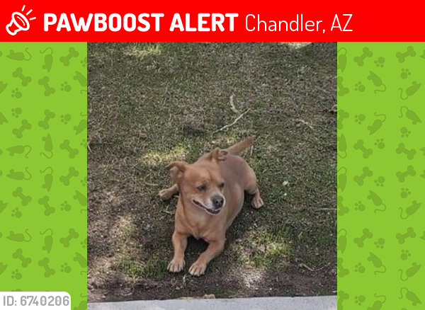 Lost Male Dog last seen Chandler Blvd & McQueen Rd., Chandler, AZ 85225