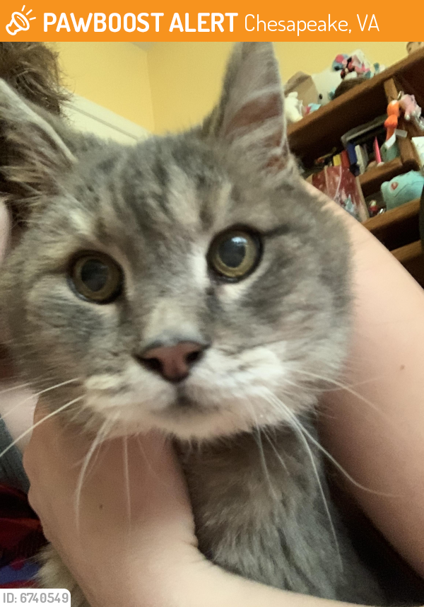 Found/Stray Unknown Cat last seen Blackthorne and Harwich intersection, Chesapeake, VA 23322