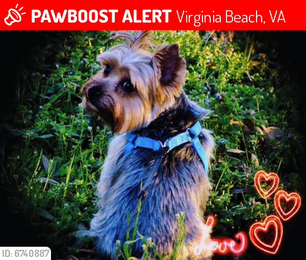 Lost Male Dog last seen Northampton Blvd & Shell Road. Lake Smith Natural Park, Virginia Beach, VA 23455