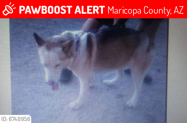 Lost Female Dog last seen Cris on and Apache Trail in East Mesa, Maricopa County, AZ 85208