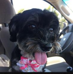 Reunited Female Dog last seen HARBISON, National City, CA 91950