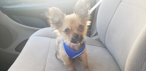 Lost Male Dog last seen 16th st , Milwaukee, WI 53204
