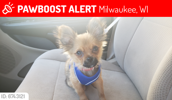 Lost Male Dog last seen 16th st , Milwaukee, WI 53204