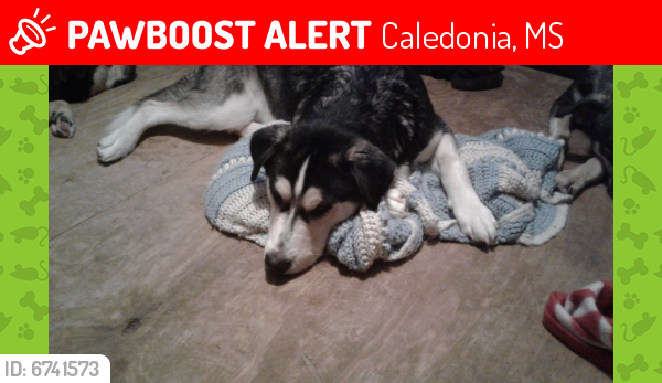 Lost Male Dog last seen Wolfe Road New Salem Church, Caledonia, MS 39740
