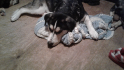 Lost Male Dog last seen Wolfe Road New Salem Church, Caledonia, MS 39740