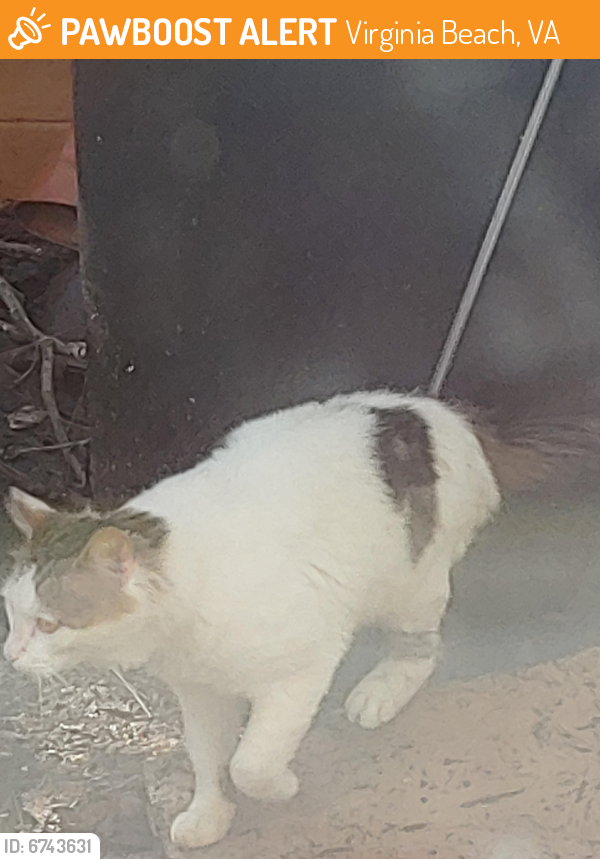Found/Stray Unknown Cat last seen Windsor Oaks Blvd &s.plaza trail, Virginia Beach, VA 23452