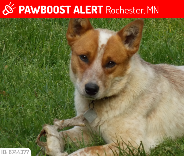 Lost Male Dog last seen Near 50th St SE, Rochester, MN 55904