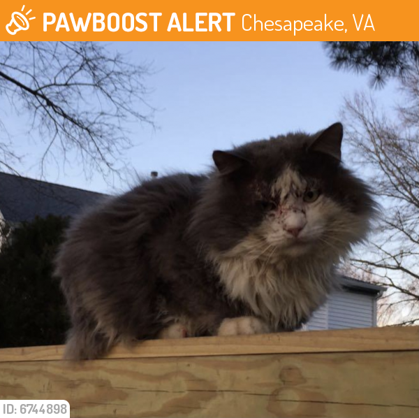 Rehomed Male Cat last seen Butterfly Drive & Parker Rd, Chesapeaje, Chesapeake, VA 23322