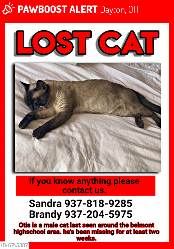 Lost Male Cat last seen Wayne Avenue, Dayton, OH 45420