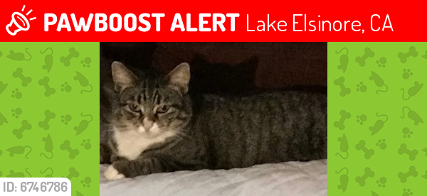 Lost Female Cat last seen Rolando & Mountain, Lake Elsinore, CA 92530