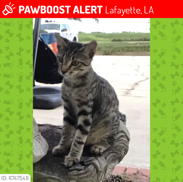 Lost Male Cat last seen S. Fieldspan, Lafayette, LA 70506