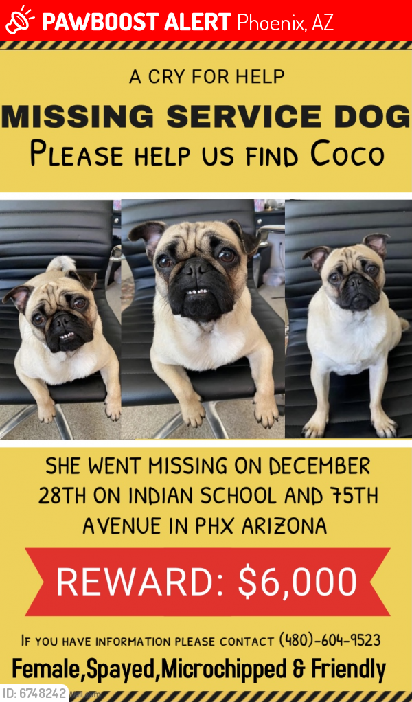 Lost Female Dog last seen Sammys auto service , Phoenix, AZ 85033