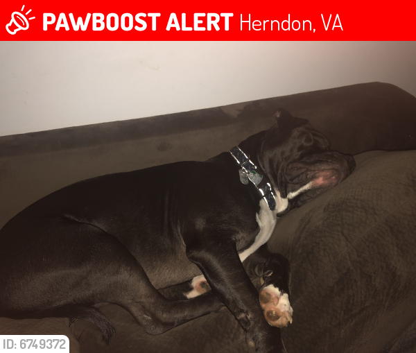 Lost Unknown Dog last seen Near Devon Street Herndon VA 20170, Herndon, VA 20170