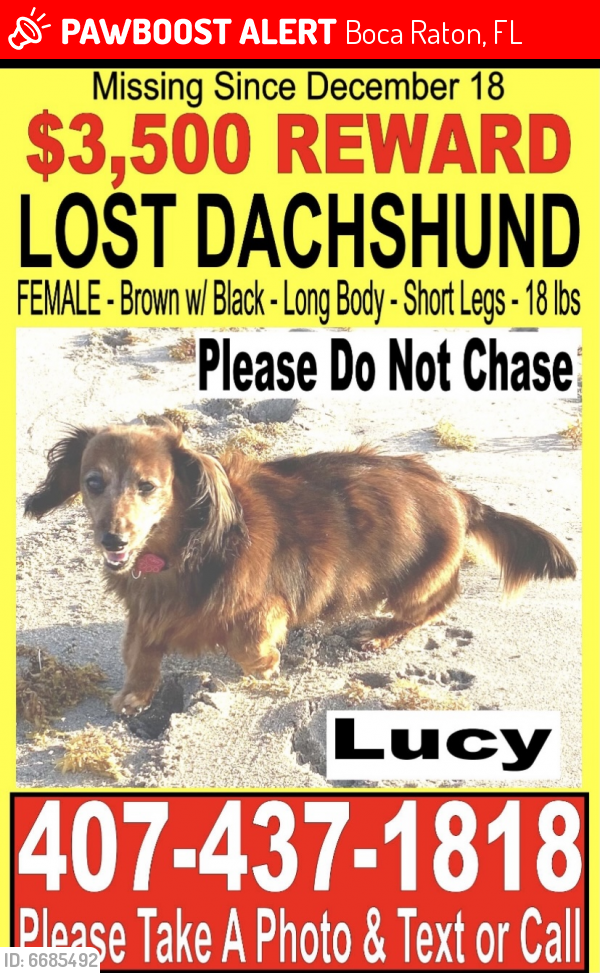 Lost Female Dog last seen Boca Commerce Center and El Rio Bike Trail in Boca Raton: Congress Ave & NW 6th Ave, Boca Raton, FL 33487
