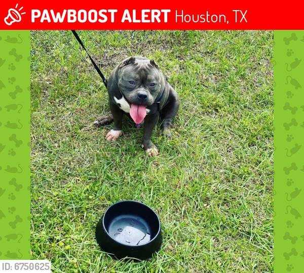 Lost Male Dog last seen North vista , Houston, TX 77073