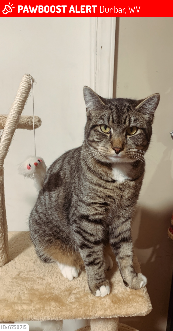 Lost Male Cat in Dunbar, WV 25064 Named Meeklo (ID: 6750715) | PawBoost