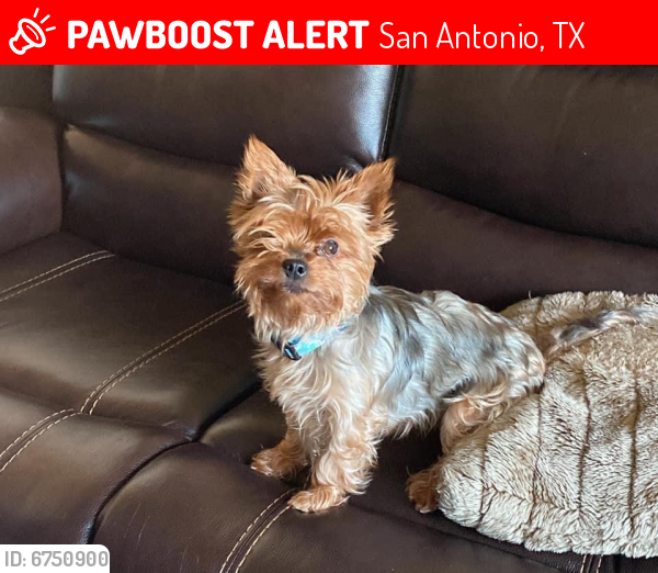 Lost Female Dog last seen grissom trails, San Antonio, TX 78251
