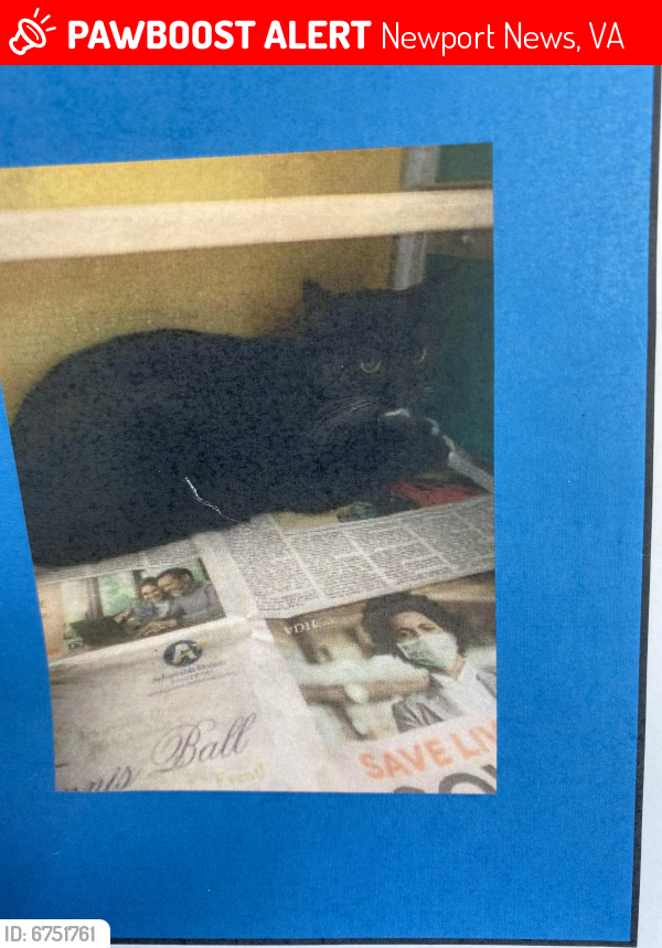 Lost Female Cat last seen Walmart behind fence , Newport News, VA 23605