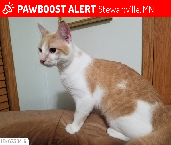 Lost Male Cat last seen Stewartville, MN Trailer Court, Stewartville, MN 55976