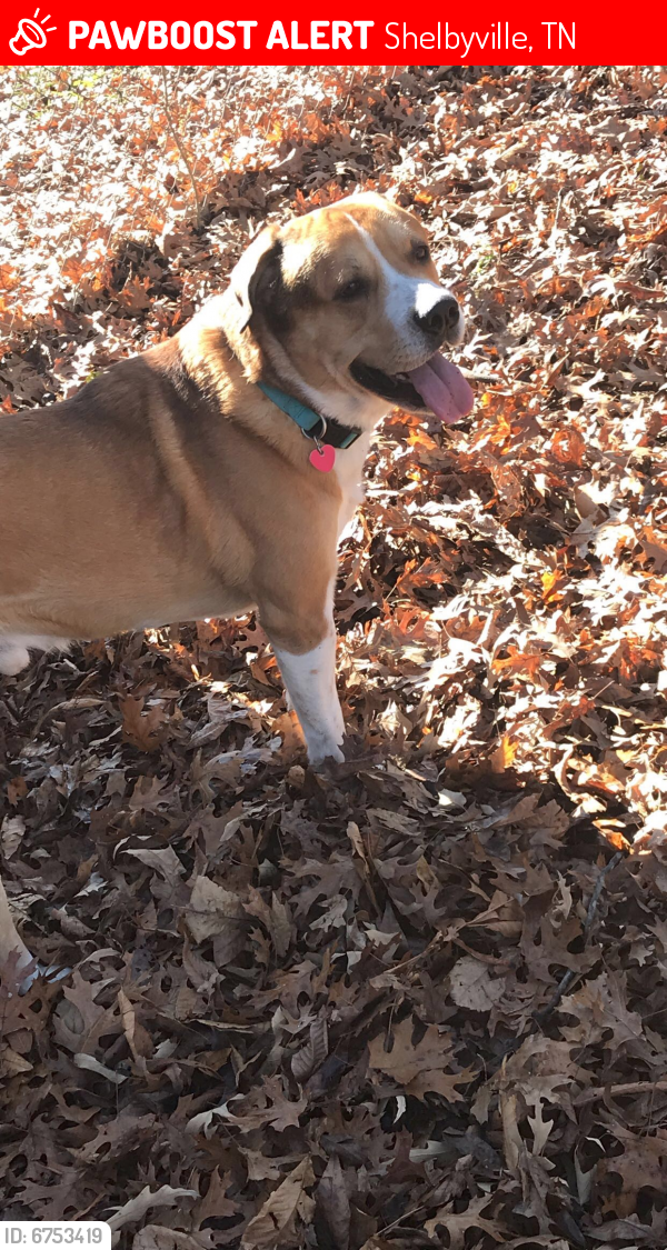 Lost Male Dog in Shelbyville, TN 37160 Named Phoenix (ID 6753419