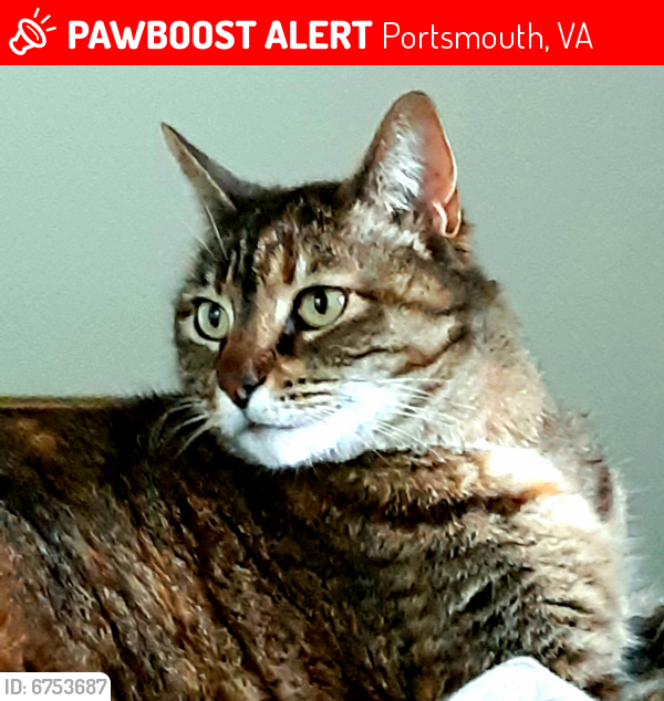 Lost Female Cat last seen River Reach and Point of View, Portsmouth, VA 23703
