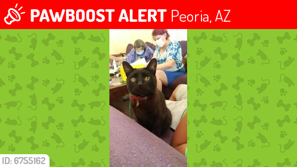 Found/Stray Male Cat last seen 75th Ave and Peoria Ave , Peoria, AZ 85345
