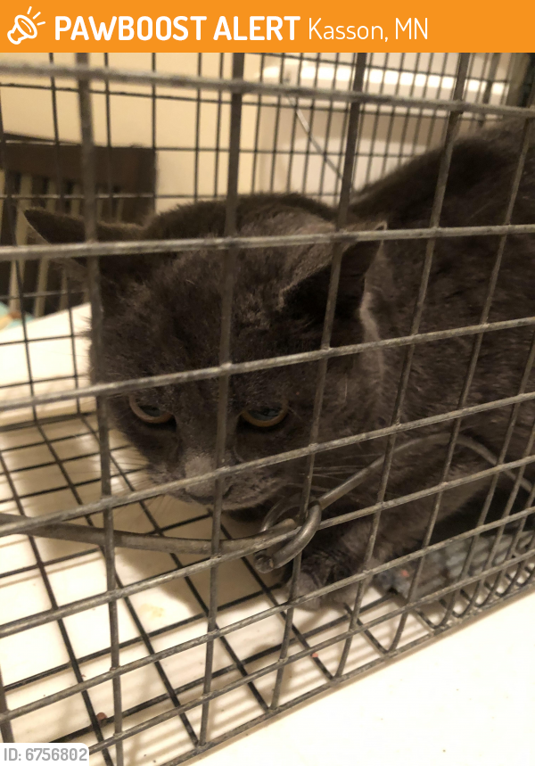 Found/Stray Unknown Cat last seen 13th Ave NW and 5th , Kasson, MN 55944