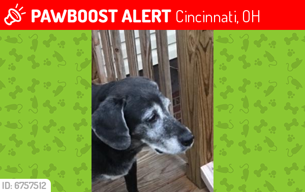 Lost Female Dog last seen Kenn Road and Cedarhill , Cincinnati, OH 45240