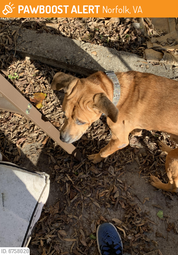 Found/Stray Male Dog last seen ODU 41st street, Norfolk, VA 23529