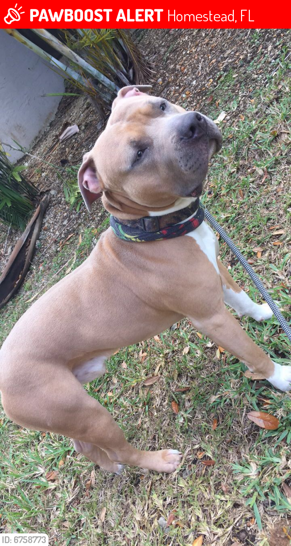 Lost Unknown Dog last seen Campbell dr and 192 ave, Homestead, FL 33030