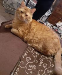 Lost Male Cat last seen Walker Ridge back of neighborhood, Bartow County, GA 30120