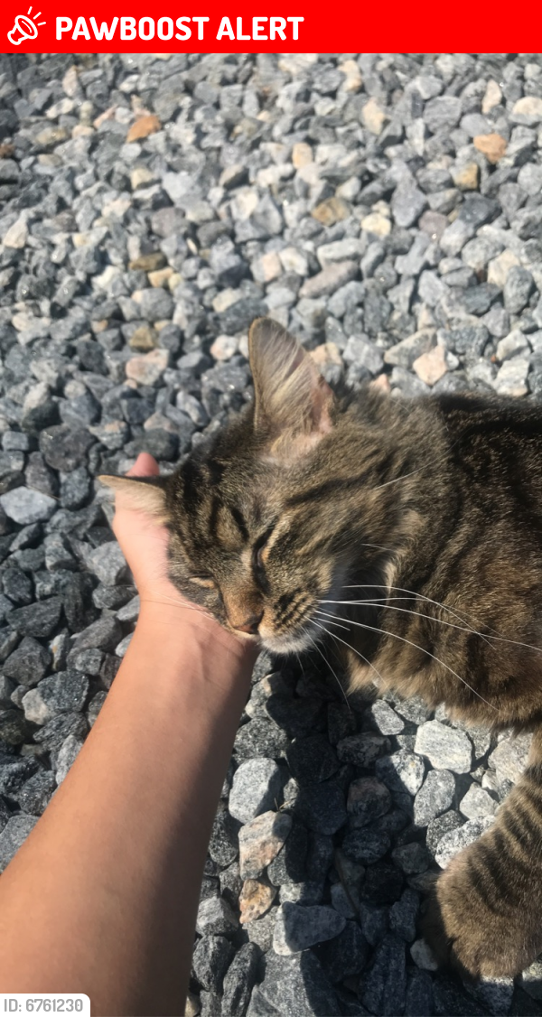 Lost Male Cat last seen Spotslee Area, Spotsylvania County, VA 22551