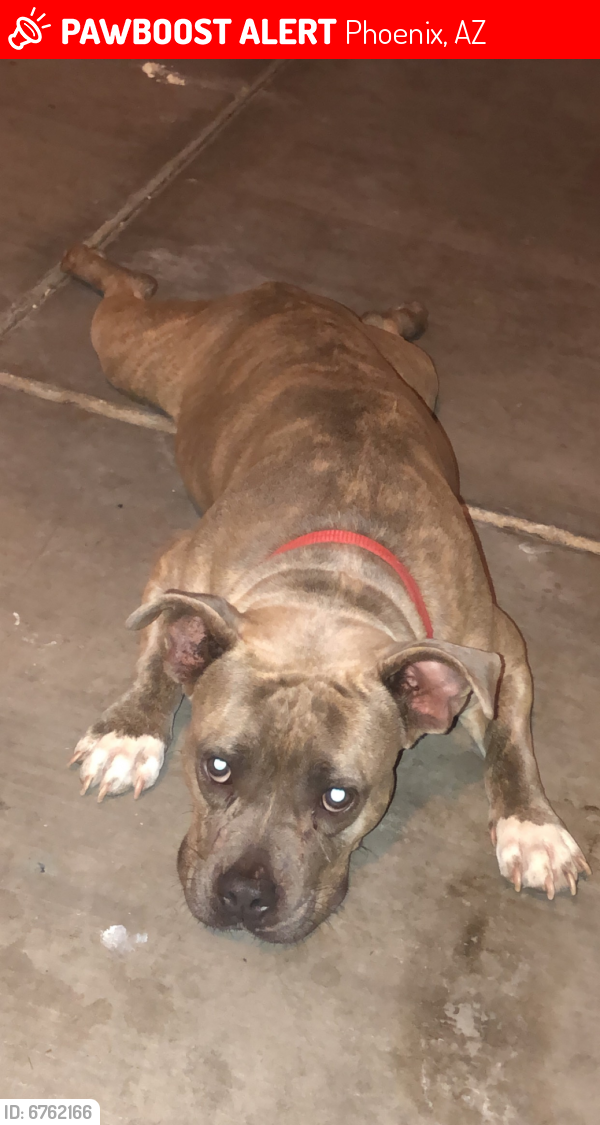 Lost Female Dog last seen 40th street and southern, Phoenix, AZ 85040